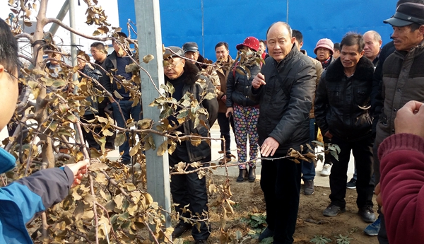 在豐縣千畝果樹示范園參觀見習